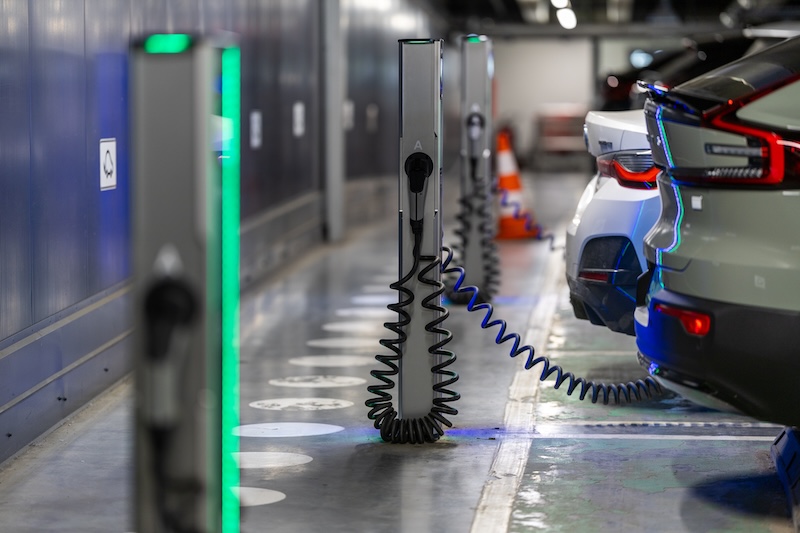 Wildetaube - Schwanweg